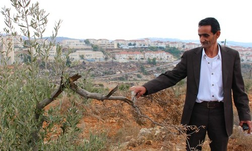 Länsirannan palestiinalaisten oliivisatoja uhkaavat Israelin miehityspolitiikka ja siirtokuntalaisten vahingonteot.