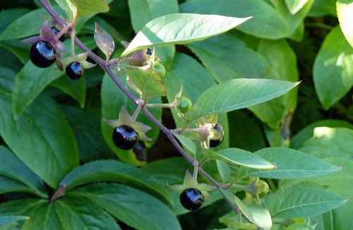 Lemmonmarja (Atropa belladonna)