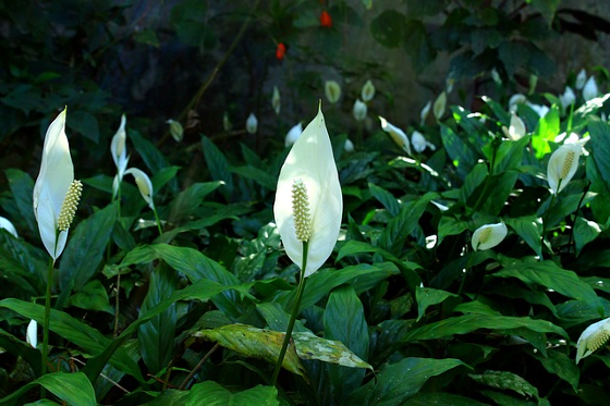 peace-lily-830968_640